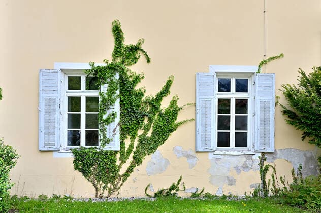 Schön für die Augen - schlimm für die Wand. Efeu rankt an der Hauswand empor und kann dabei mit seinen Trieben erheblichen Schaden anrichten. Bad Reichenhall Bayern Deutschland Copyright: xRolfxPossx