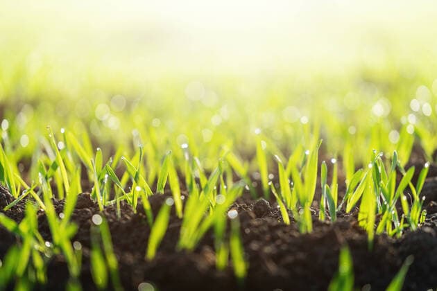 Bavaria, Germany - 31 October 2020: young wheat seedlings grow in an agricultural tillage field. growing newborn plants close-up. growth of vegetables and plants.