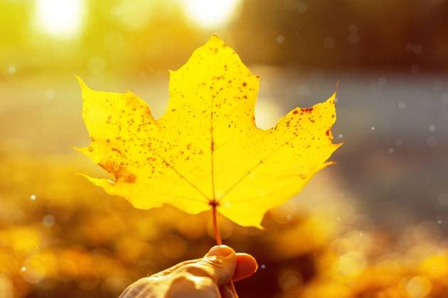 IMAGO Creative: Herbst, Lichtimpressionen Bavaria, Germany - 25 October 2020: Holding autumn maple leaf in hand in colorful autumn forest background. Fall season. closeup of a maple leaf held against the sun. new beginning, autumn beginning