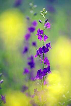  (Delphinium ajacis) (Consolida ambigua), Königsrittersporn, Ackerrittersporn, Bulgarien, Europa *** Delphinium ajacis Consolida ambigua , Kings larkspur, Bulgaria, Europe Copyright: imageBROKER/K.xHinze iblhik05169002.jpg