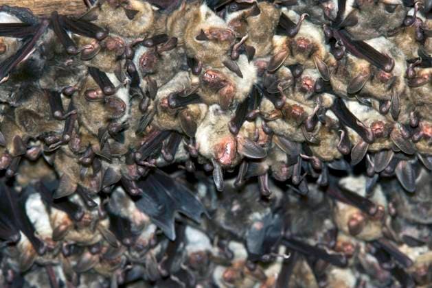 Große Mausohren (Myotis myotis), Riesenfledermaus, Österreich, Europa *** Greater mouse-eared bat Myotis myotis , Giant bat, Austria, Europe Copyright: imageBROKER K.xHinze iblhik05169112.jpg