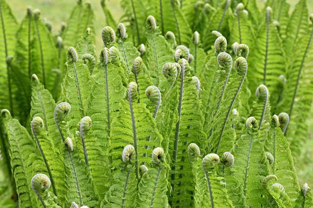 Der Dialog der Blätter. Frische Farnblätter wickeln sich beim Wachstum auf und die filigranen Wedel wirken dabei als würden sie ein gemeinsames Gespräch führen. Siegsdorf Bayern Deutschland *** The Dialogue of the Leaves Fresh fern leaves wind themselves up as they grow and the filigree fronds appear as if they are having a conversation together Siegsdorf Bavaria Germany Copyright: xRolfxPossx