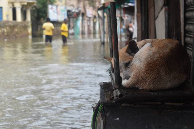 IMAGO Nature: Unsere Erde, Klimawandel, Überschwemmungen News Themen der Woche KW21 News Bilder des Tages India: Cyclone Yaas aftermath in Kolkata A dog taking shelter besides on roads, roads are flooded due to heavy rainfall after the landfall of Cyclone Years in Kolkata. Kolkata West Bengal India Copyright: SudiptaxDas
