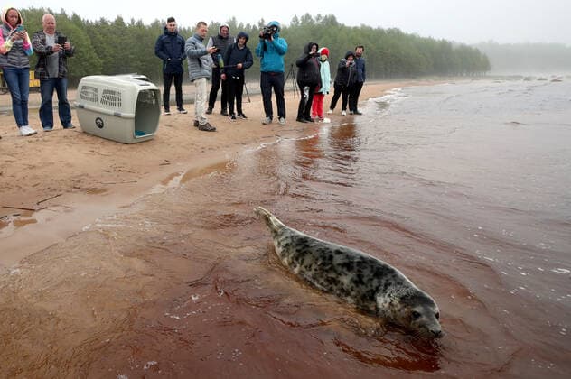ST PETERSBURG, RUSSIA- MAY 28, 2021: Specialists of the Marine Mammals Research and Conservation Center and employees of the Vodokanal St Petersburg water and sanitation service release two harbor seals into the Gulf of Finland after rehabilitation. Alexander Demianchuk TASS  TS101B09