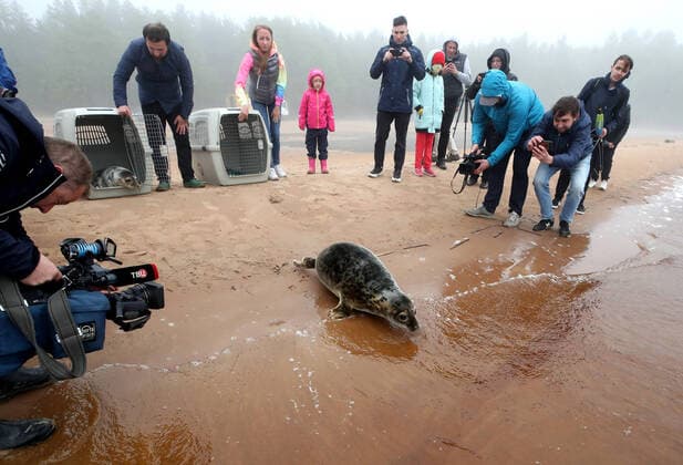 Entertainment Bilder des Tages ST PETERSBURG, RUSSIA- MAY 28, 2021: Specialists of the Marine Mammals Research and Conservation Center and employees of the Vodokanal St Petersburg water and sanitation service release two harbor seals into the Gulf of Finland after rehabilitation. Alexander Demianchuk TASS  TS101B70