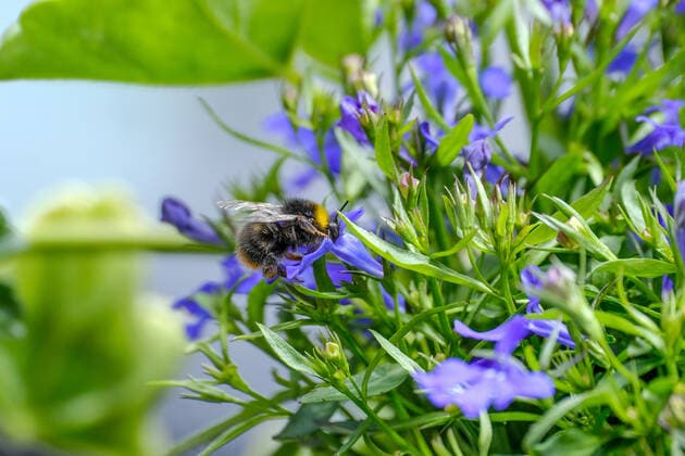 Düsseldorf 28.05.2021 Biene Wildbiene sammelt Pollen Nektar Blütenstaub Lobelie Männertreu Prachtlobelie Lobelia speciosa Glockenblumengewächs Balkon Balkonpflanze Balkonkasten Blumenkasten Nützling Honig Giftstachel Honigbiene Stachel Varroa-Krankheit Düsseldorf Nordrhein-Westfalen Deutschland *** Düsseldorf 28 05 2021 bee wild bee collects pollen nectar pollen lobelia male lobelia Lobelia speciosa bellflower plant balcony balcony plant balcony box flower box beneficial insect honey poison sting honey bee sting varroa disease Düsseldorf North Rhine Westphalia Germany
