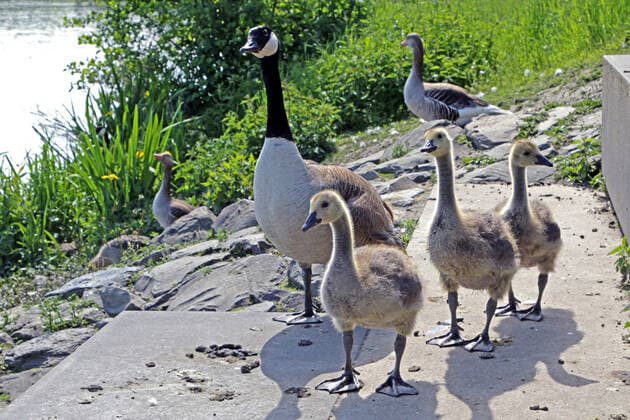 Kanadagänse in der Landschaft Kanadagänse mit ihrem Nachwuchs in der Landschaft neben der Ruhr Essen Nordrhein-Westfalen Deutschland