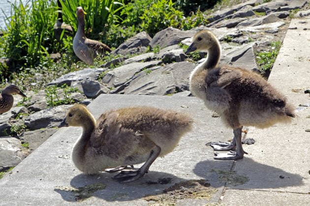 Kanadagänse in der Landschaft Kanadagänse mit ihrem Nachwuchs in der Landschaft neben der Ruhr Essen Nordrhein-Westfalen Deutschland Ruhrtal