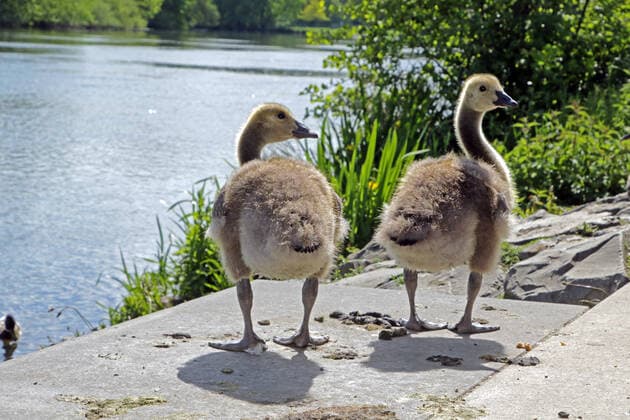 Entertainment Bilder des Tages Kanadagänse in der Landschaft Kanadagänse mit ihrem Nachwuchs in der Landschaft neben der Ruhr Essen Nordrhein-Westfalen Deutschland Ruhrtal