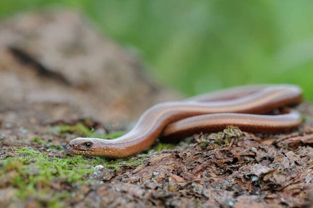 IMAGO Nature: Unsere Erde, Tiere, Tierische Meister der Tarnung züngelnd... Blindschleiche ( Anguis fragilis ), keine Schlange, zählt zu den Eidechsen *** Slow Worm Blindschleiche ( Anguis fragilis ) darting its tongue in and out, wildlife, Europe. Nordrhein-Westfalen Deutschland, Westeuropa