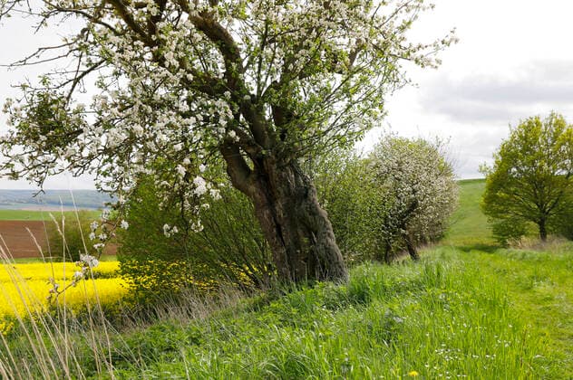 Nature Art: Apfelbaum Photoshooting und Bodypainting mit Model Darky an einem Rapsfeld. Dehmke, 30.05.2021 - Bodypainting Künstler: Jörg Düsterwald