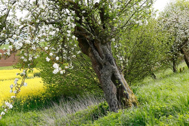 Nature Art: Apfelbaum Photoshooting und Bodypainting mit Model Darky an einem Rapsfeld. Dehmke, 30.05.2021 - Bodypainting Künstler: Jörg Düsterwald