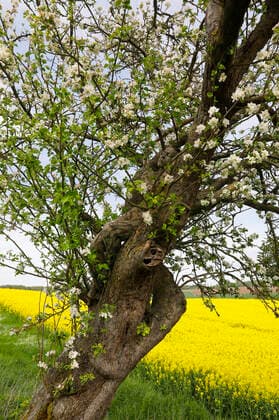 Nature Art: Apfelbaum Photoshooting und Bodypainting mit Model Darky an einem Rapsfeld. Dehmke, 30.05.2021 - Bodypainting Künstler: Jörg Düsterwald