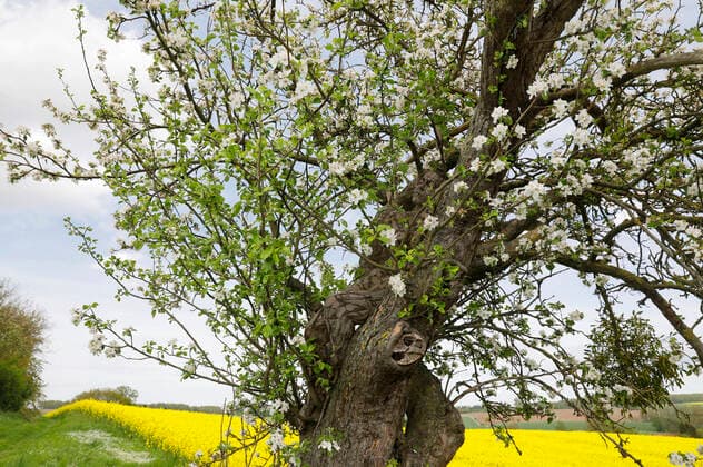 Nature Art: Apfelbaum Photoshooting und Bodypainting mit Model Darky an einem Rapsfeld. Dehmke, 30.05.2021 - Bodypainting Künstler: Jörg Düsterwald