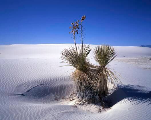 Yucca-Palme (Yucca elata) in der Gipswüste White Sands, New Mexico, USA, Nordamerika Copyright: imageBROKER/DieterxMahlke ibldim06744524.jpg