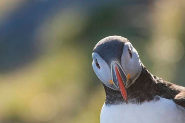Papageitaucher (Fratercula arctica), Portrait, Insel Runde, Goksoyr, Norwegen, Europa Copyright: imageBROKER/ChristianxKosanetzky ibxkos06748296.jpg
