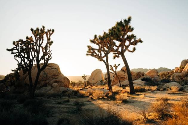 Landscape of growing yucca palm trees on dry land of tropical desert with mountains in sunset light in Joshua Tree National Park Copyright: xLeirexUnzuetax Model Released
