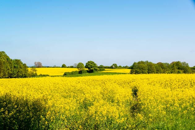 IMAGO Nature: Unsere Erde, Energiequellen, Biomasse Kiel, Gelbe Rapsfelder in voller Blüte, in Schleswig-Holstein im Mai Juni prägen sie die Landschaft *** Kiel, Yellow rape fields in full bloom, in Schleswig Holstein in May June they shape the landscape