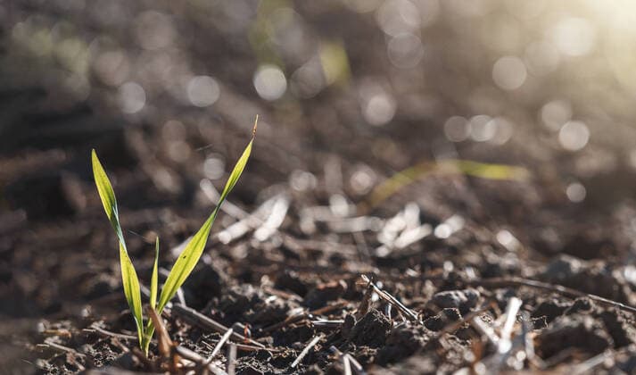 Augsburg, Bavaria, Germany - 04 October 2020: young wheat seedling growing in an agricultural field. sustainable growing newborn plants closeup. Growth of vegetables and plants.