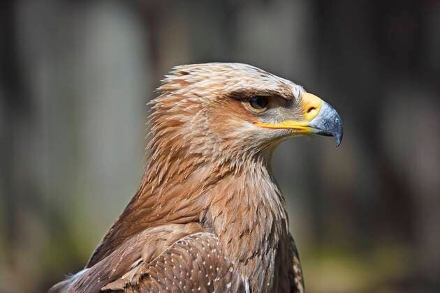  Steinadler (Aquila chrysaetos), Portrait, captive, Vorkommen Europa *** Golden eagle Aquila chrysaetos , Portrait, captive, Occurrence Europe Copyright: imageBROKER/IngoxSchulz ibxisb06788795.jpg