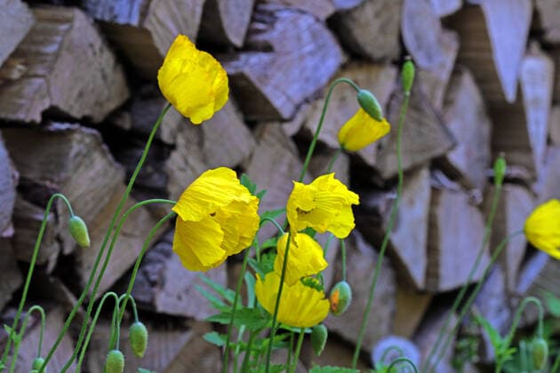 Gartenpflanzen zur Blütezeit Der leuchtende Goldmohn im Sommer zur Blütezeit *** Garden plants at flowering time The bright gold poppy in summer at flowering time