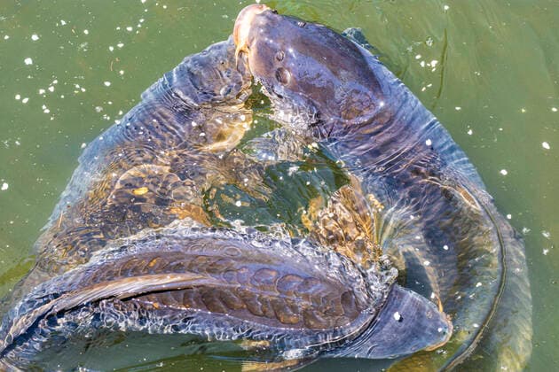 common carp or European carp (Cyprinus carpio) fighting for feed, oxbow lake Kaiserwasser Wien, Vienna Wien Austria 22. Donaustadt