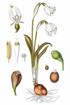 Fruehlings-Knotenblume Leucojum vernum, auch Maerzenbecher, Maerzbecher, Maerzgloeckchen oder Grosses Schneegloeckchen, historische Chromolithographie, Farbsteindruck, Farblithografie, ca 1885, Heilpflanze, Nutzpflanze