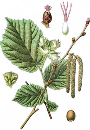 Haselnuss, Corylus avellana, Heil- und Nutzpflanzen, Chromlitho, ca 1790, historische Chromolithographie, Farbsteindruck, Farblithografie, ca 1885, Heilpflanze, Nutzpflanze