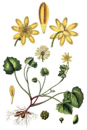 Das Scharbockskraut Ficaria verna, Syn.: Ranunculus ficaria L., auch Feigwurz oder Fruehlingsscharbockskraut genannt, ist eine Pflanzenart in der Familie der Hahnenfussgewaechse, Heil- und Nutzpflanzen, Chromlitho, historische Chromolithographie, Farbsteindruck, Farblithografie, ca 1885, Heilpflanze, Nutzpflanze
