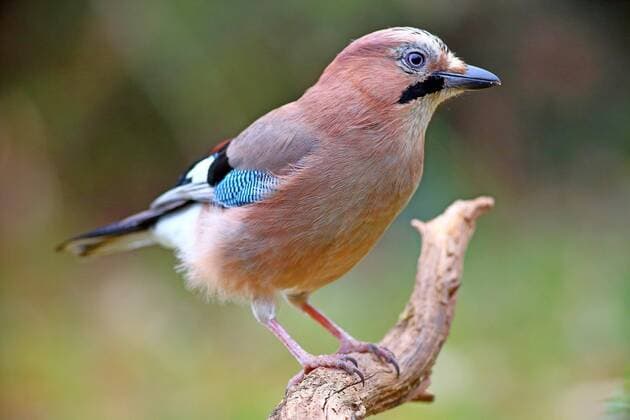  Eichelhäher (Garrulus glandarius), sitzt auf einer Wurzel, Solms, Hessen *** Jay Garrulus glandarius , sitting on a root, Solms, Hesse Copyright: imageBROKER/OttfriedxSchreiter ibxsfs06743671.jpg