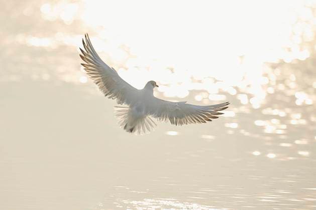  Lachmöwe (Chroicocephalus ridibundus) im Flug, Bayern, Deutschland, Europa *** Black-headed Gull Chroicocephalus ridibundus in flight, Bavaria, Germany, Europe Copyright: imageBROKER/Davidx&xMichaxSheldon ibxshe06742866.jpg