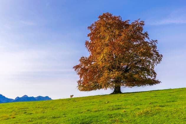  Rotbuche (Fagus sylvatica) im Herbst, Rieden am Forggensee, Ostallgäu, Allgäu, Schwaben, Bayern, Deutschland, Europa *** European beech Fagus sylvatica in autumn, Rieden am Forggensee, Ostallgäu, Allgäu, Swabia, Bavaria, Germany, Europe Copyright: imageBROKER/Lilly ibxtke06847329.jpg