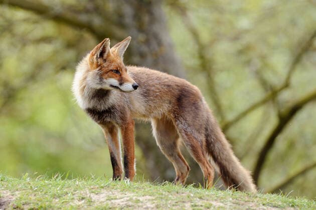 rückblickend... Rotfuchs ( Vulpes vulpes ), Fuchs steht im Frühsommer auf einer kleinen Anhöhe und schaut sich aufmerksam um *** Red Fox (Vulpes vulpes) stands on a little hill, looks back over its shoulder, bright green spring, early summer colors, wildlife, Europe. Niederlande, Westeuropa