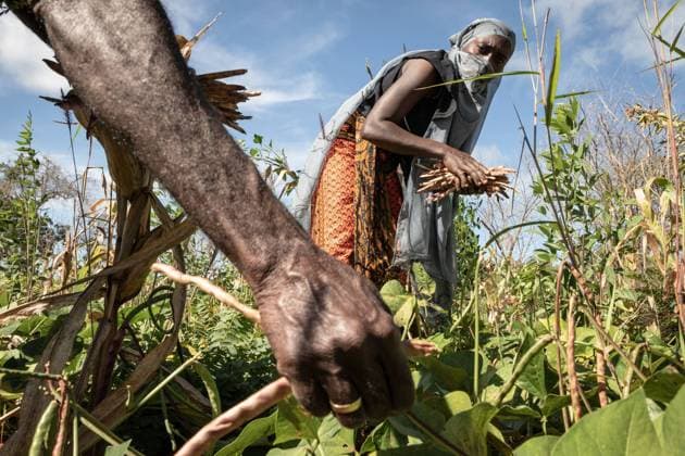 IMAGO Creative: Hunger Ancuabe Thanks to the UN-FAO (Food and Agriculture Organization), and the State, some displaced people manage to cultivate the plots of land they get. The region of Cabo Delgado, in the northeast of Mozambique, has been experiencing an unprecedented humanitarian drama for the past 4 years. Al-Shabab jihadists affiliated with the Islamic State since 2019 are wreaking havoc there. This armed group terrorizes the different ethnic groups while carrying out coordinated and simultaneous attacks against public institutions. To date, more than 2,800 people have been killed. In Pemba, the capital of the region and a former tourist town, the humanitarian situation has continued to deteriorate. The town s population has doubled. The displaced are  ChrisxHubyx xLexPictorium LePictorium_0248438