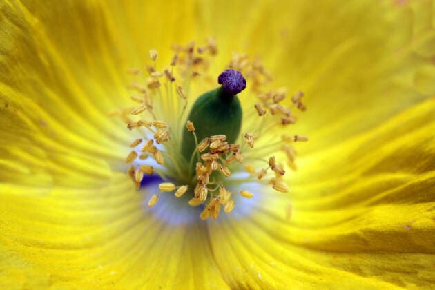 Gartenpflanzen zur Blütezeit Der leuchtende Goldmohn im Sommer zur Blütezeit *** Garden plants at flowering time The bright gold poppy in summer at flowering time
