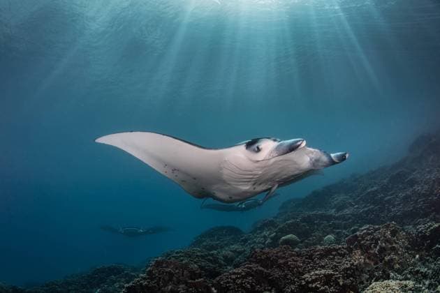IMAGO Creative: Kraft des Wassers Manta Rays (genus Manta) can be spotted while diving or snorkeling in the lagoon of Bora Bora. Vaitape Bora Bora French Polynesia Copyright: xStephanxDebellex