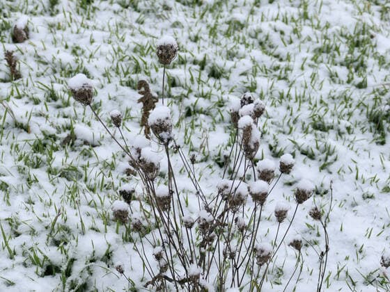 Schnee auf Wilder Möhre und auf Gras *** Snow on wild carrot and on grass 1088813480