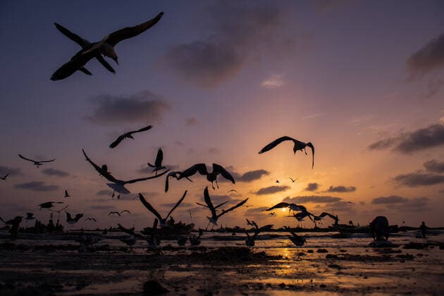 Seaside with silhouettes of flock of flying birds above sea over colorful sky on sunrise Copyright: xGabrielxTrujillox Model Released