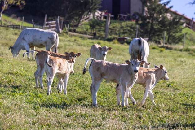 Kühe und ihre Kälber auf einer Weide. 25.05.2021: ITA, Italien, Toskana, Buonconvento. *** Cows and their calves on a pasture 25 05 2021 ITA, Italy, Tuscany, Buonconvento