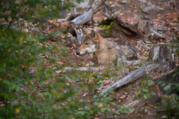 IMAGO Nature: Unsere Erde, Tiere, Tierische Meister der Tarnung gut getarnt... Europäischer Wolf ( Canis lupus ), Grauer Wolf, Grauwolf, ruht im Laub im Wald zwischen Büschen, einfach zu übersehen, umherstreifendes Einzeltier bei der Rast *** Eurasian Wolf Grey Wolf ( Canis lupus ) resting, lying, hiding between bushes, well camouflaged, Europe. Deutschland, Europa