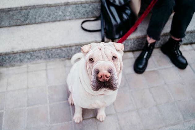 IMAGO Creative: 2021 Favoriten Shar-pei dog with woman by steps model released Symbolfoto property released EBBF03505