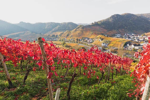 Germany, Rhineland-Palatinate, Mayschoss, Red autumn vineyards in Ahr Valley with village in background GWF06984