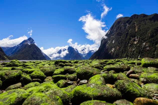 New Zealand, South Island, Milford Sound, Moss covered stones in majestic mountain landscape WVF01862