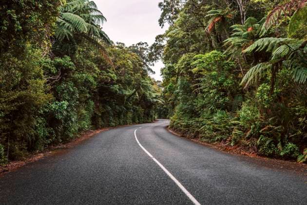 New Zealand, North Island, Northland, Road through Waipoua Forest WVF01871