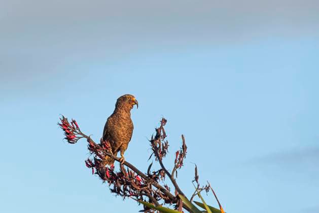 Close up of kea (Nestor notabilis) perching on branch WVF01925