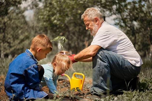 Grandfather planting tomato seedlings with grandchildren in back yard model released Symbolfoto property released ZEDF04230
