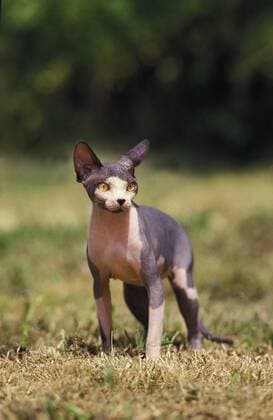 IMAGO Nature: Unsere Erde: Tierwelt: Hässliche Tiere Sphynx-Katze, eine Hauskatzenrasse ohne Haare *** Sphynx cat, a domestic cat breed without hair Copyright: imageBROKER/G.xLacz ibllag05326227.jpg