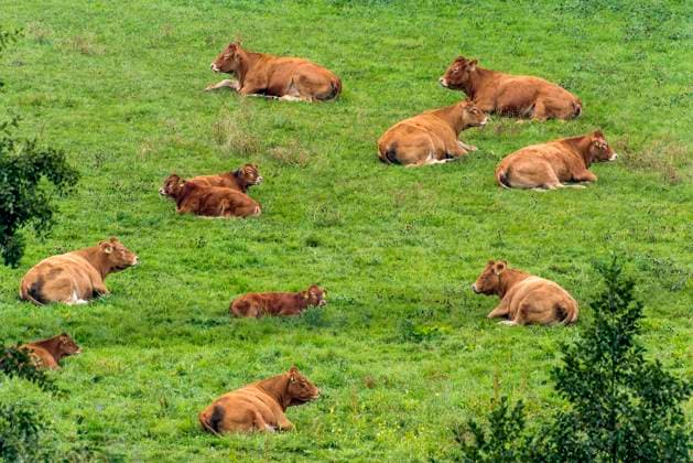  Kühe, Hausrinder (Bos taurus) der hornlosen Rasse Deutsch Angus ruhen auf einer Weide, Hessen, Deutschland, Europa *** Cows, domestic cattle Bos taurus of the hornless breed German Angus resting on a pasture, Hesse, Germany, Europe Copyright: imageBROKER/RaimundxKutter iblrai06952202.jpg