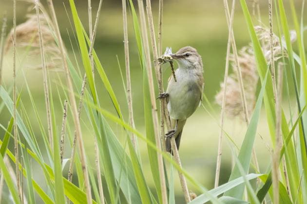 Teichrohrsänger (Acrocephalus scirpaceus) mit erbeuteter Libelle im Schnabel, Hessen, Deutschland, Europa *** Reed warbler Acrocephalus scirpaceus with captured dragonfly in its beak, Hesse, Germany, Europe Copyright: imageBROKER WilfriedxMartin ibxwma06947297.jpg