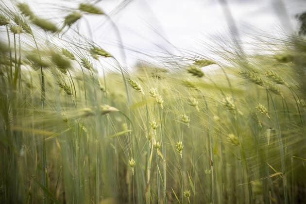Gerstenfeld, aufgenommen in Wiesa, 12.06.2021. Wiesa Deutschland *** Barley field, photographed in Wiesa, 12 06 2021 Wiesa Germany Copyright: xFlorianxGaertner photothek.dex